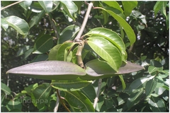 Cryptostegia grandiflora